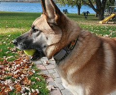 Best Dog Shock Collars